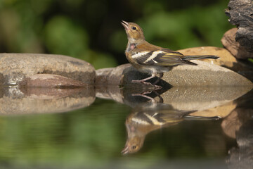 Eurasian chaffinch, common chaffinch - Fringilla coelebs female by waterhole drinking water at dark green background and reflection on water. Photo from Kisújszállás in Hungary.