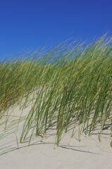 Close up of grass growing out of sand dune.