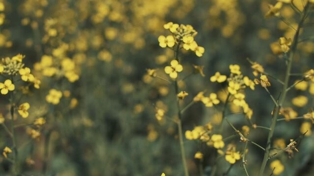 This stock video shows a field of flowering rapeseed on a sunny summer day. This video will decorate your projects related to nature, agriculture, oilseeds, agronomy, flowers, plants.