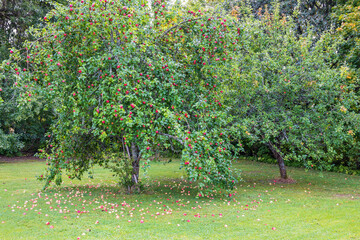 Fototapeta na wymiar Apple tree with red apples and windfall apples on the ground
