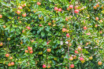 Red apples growing in a tree