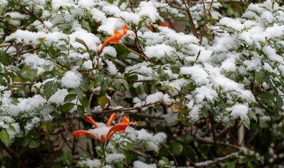 Snow-covered foliage for background use