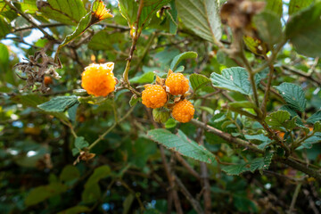 Rubus ellipticus, commonly known as golden Himalayan raspberry, or yellow Himalayan raspberry....