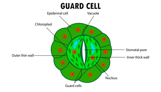 Diagram of a Guard cell on a leaf