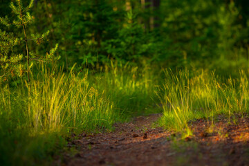 Fototapeta premium Golden Pathways: Serene Gravel Road in the Summer Sunlight in Northern Europe