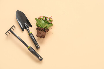 Plant with soil and gardening tools on beige background