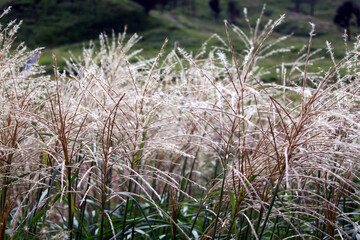 光の中のススキ