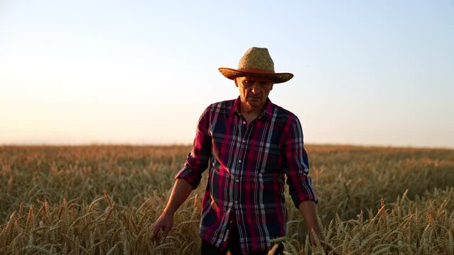 Old-aged man in a hat walks by the field up to his waist. Skilled farmer strokes ears of corn and then pick one. Sunset at backdrop.
