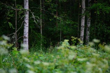 Summer's Verdant Oasis: Serene Beauty of a Fresh Green Forest in Northern Europe