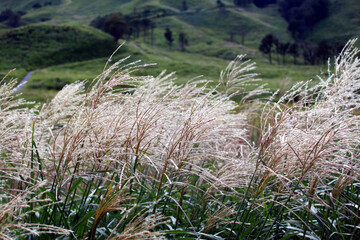 風に揺れるススキと高原