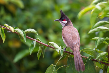 Red-whiskered Bulbul (Pycnonotus jocosus) sitting on green tree branch and this bird is a passerine...