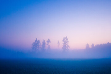 Mystical Serenity: Foggy Summer Morning in the Countryside in Northern Europe