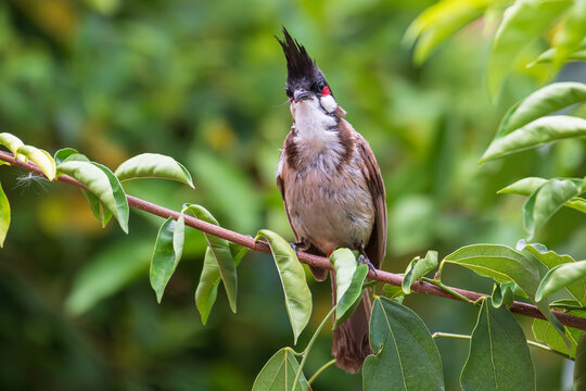 Red-whiskered Bulbul (Pycnonotus jocosus) sitting on green tree branch and this bird is a passerine bird found in Asia.It is a member of the bulbul family.Wild life concept.