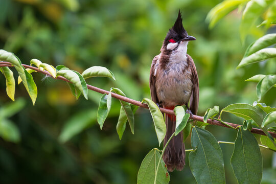 Red-whiskered Bulbul (Pycnonotus jocosus) sitting on green tree branch and this bird is a passerine bird found in Asia.It is a member of the bulbul family.Wild life concept.