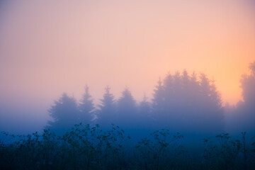 Fototapeta na wymiar Mystical Tranquility: Fresh Meadow Awash in Foggy Summer Morning in Northern Europe