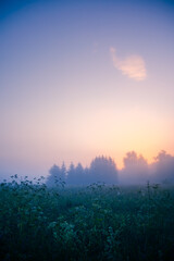 Mystical Tranquility: Fresh Meadow Awash in Foggy Summer Morning in Northern Europe