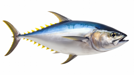 Tuna fish isolated on transparent background (PNG)