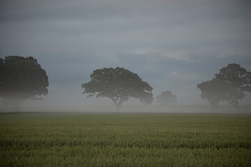 Mystical Solitude: Majestic Oak Tree Emerging from the Foggy Morning Field in Northern Europe