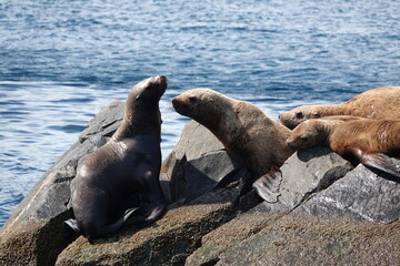 Sea lions on the Kekur stones Five Fingers in the Peter the Great Bay of the Sea of Japan    