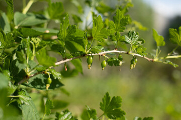 Plants in summer. Details of nature. Greenery in garden.