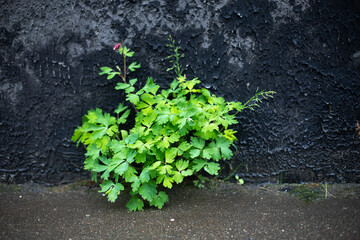 Green plant has grown out of wall. Weeds in city. Greenery on background of wall.