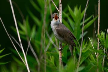 Marsh warbler // Sumpfrohrsänger (Acrocephalus palustris)