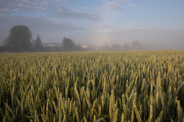 Obraz premium Misty Gold: Serene Summer Morning in the Foggy Wheat Field in Northern Europe