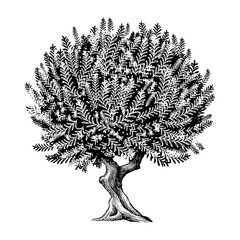 Hand drawn vintage illustration of an Olive Tree