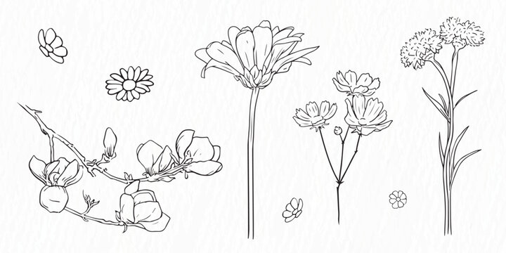 Set of deferent kind of Flowers line drawing Clipart