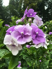 Brunfelsia, violet flower, purple flower, violet, purple, bloom, blossom, nature, natural, fresh, color