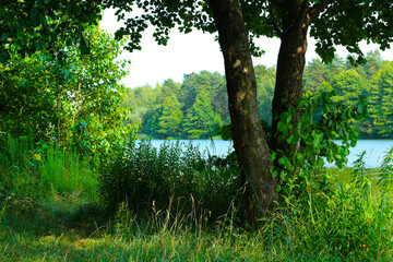 Beautiful natural landscape. Summer day on the lake. Lots of bright greenery, a growing tree and a river.
