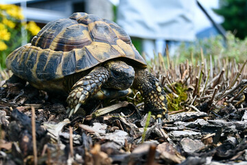 Europäische Landschildkröte