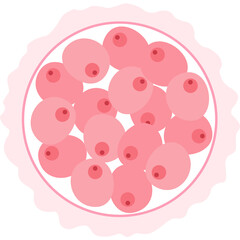 Human Embryology 16 cell stage