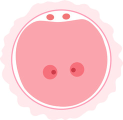 Human Embryology zygote