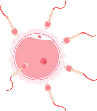 Human Embryology fertilization 