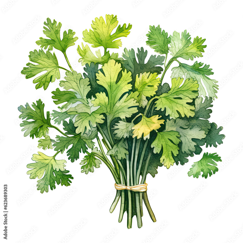 Wall mural Watercolor coriander. Vegetable clipart illustration. Generative AI