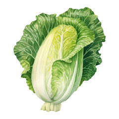 Fototapeta premium Watercolor napa cabbage. Vegetable clipart illustration. Generative AI