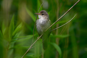 Marsh warbler // Sumpfrohrsänger (Acrocephalus palustris)
