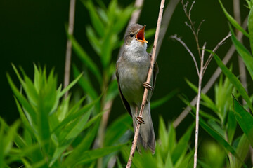 Sumpfrohrsänger // Marsh warbler (Acrocephalus palustris)