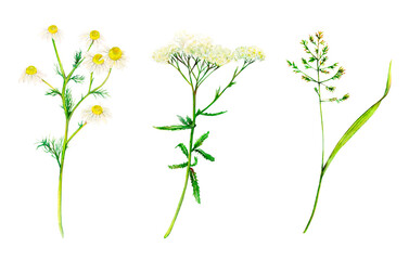 Yellow and green set of meadow wildflowers - yarrow, camomile and bluegrass hand-drawn. Watercolor floral natural illustration of delicate plants isolated on white background