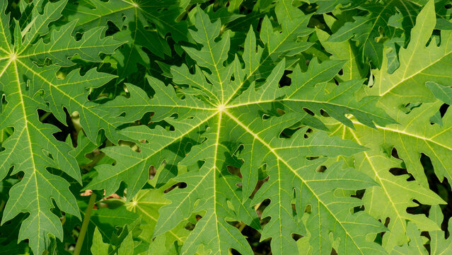 Outdoor tropical tree papaya leaves. Green leaves, green nature background.