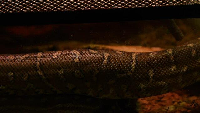 Close-up view of skin of Bredl's python (Morelia bredli, also known as Centralian carpet python) crawling on ground. Soft focus. Real time video. Exotic pets theme.