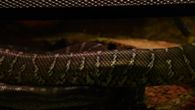Close-up view of skin of Bredl's python (Morelia bredli, also known as Centralian carpet python) crawling on ground. Soft focus. Real time video. Exotic pets theme.