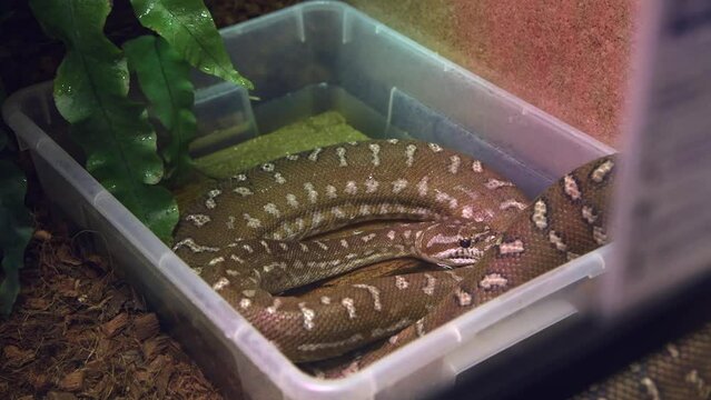 Close-up view of Bredl's python (Morelia bredli, also known as Centralian carpet python) crawling in terrarium. Soft focus. Real time video. Exotic pets theme.