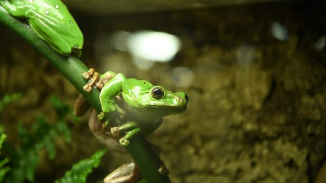 Small green Chinese flying frog (rhaccophorus dennysi or Zhangixalus dennysi) sits on wooden branch in glass terrarium. Soft focus. Real time video. Exotic pets theme.