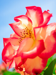 A red and white petals rose flowers. Red roses represent passion, love, beauty and romance, while white roses represent love, purity, innocence, spirituality and loyalty.