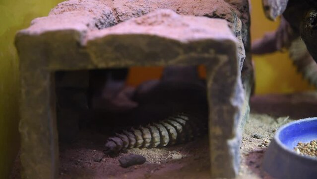 Close-up view of spiky tail of Egyptian mastigure (Uromastyx aegyptia, also known as Egyptian spiny-tailed lizard or Leptien's mastigure) in terrarium. Real time video. Exotic pets theme.