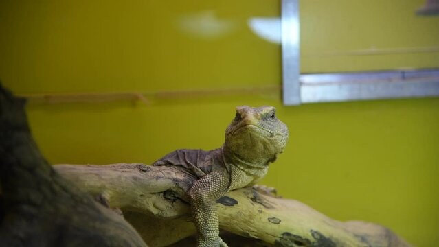 Close-up view of Egyptian mastigure (Uromastyx aegyptia, also known as Egyptian spiny-tailed lizard or Leptien's mastigure) sitting on tree branch in terrarium. Real time video. Exotic pets theme.