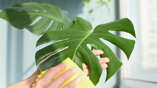 Care a large green house palm. The leaf of the plant is wiped from dust with a yellow cloth. Water drobs on leaf