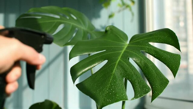 Care and watering of a large green house palm. The leaf of the plant is wiped from dust with a yellow cloth. Water drobs on leaf
